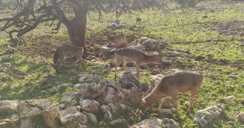טיול בעקבות חיות בר שבסכנת הכחדה בחי בר כרמל