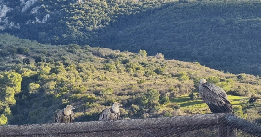 קן הנשרים בחי בר כרמל נשרים בסכנת הכחדה