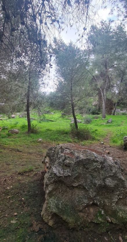 טיול ביער הקסום של ראש העין