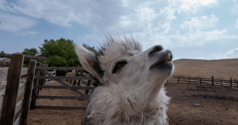 Alpaca farm