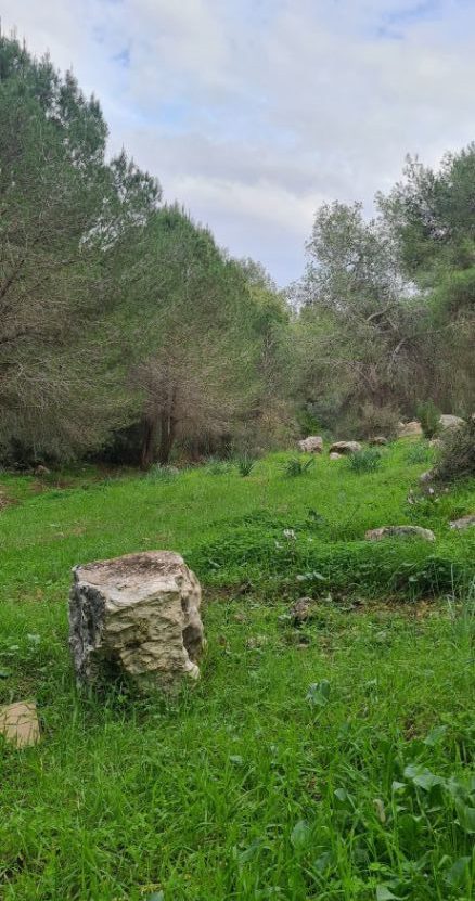 יער מהמם במרכז הארץ