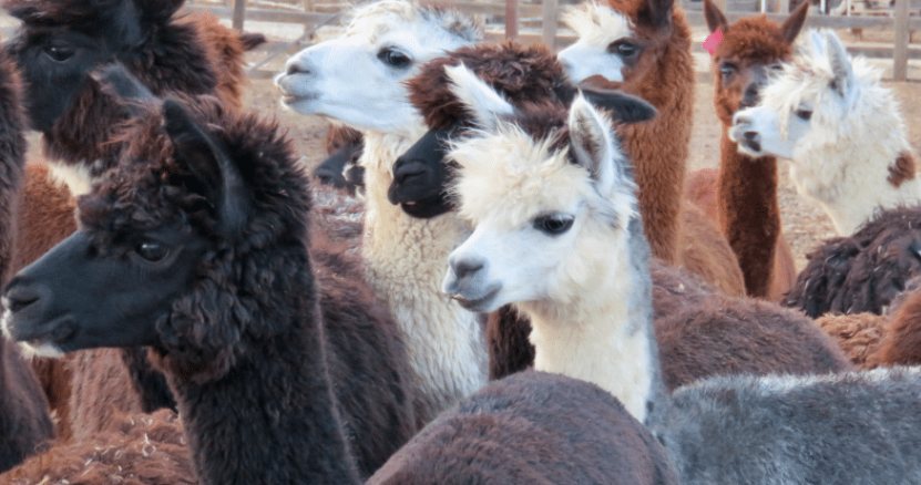 A herd of alpacas