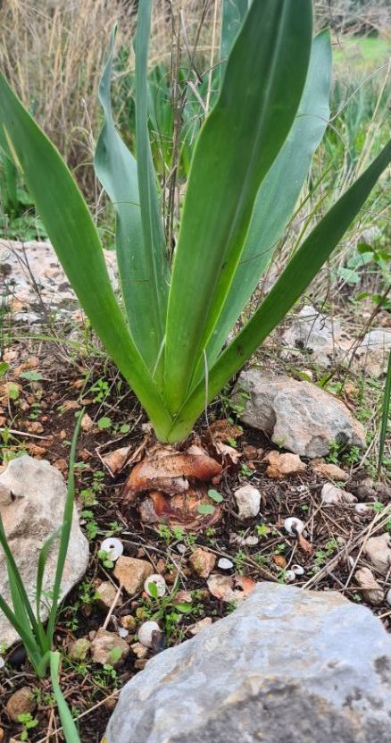 פריחות עונתית יער ראש העין