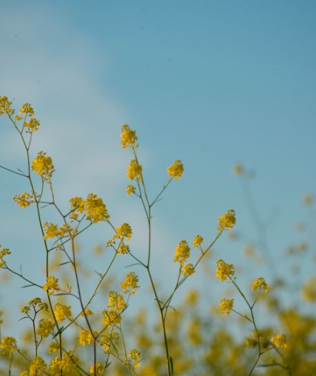 Wild mustard blossom, Binyamina